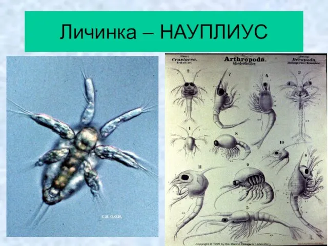 Личинка – НАУПЛИУС