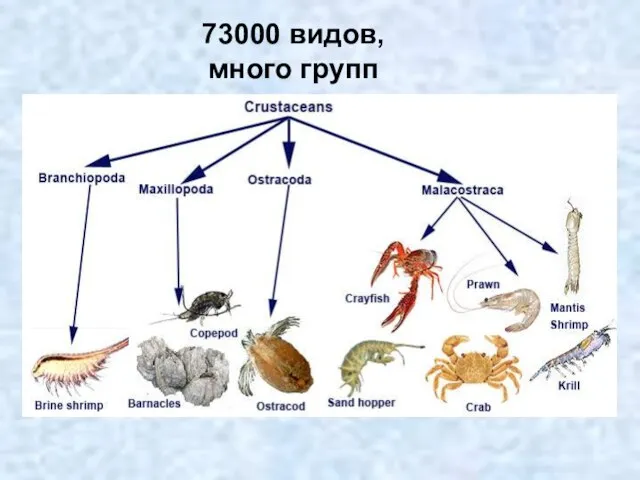 73000 видов, много групп