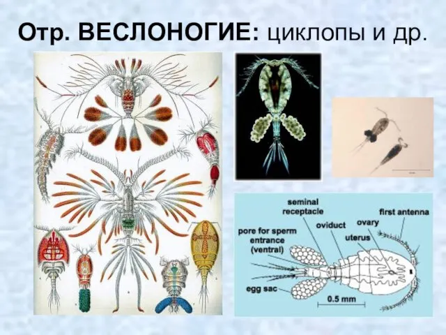 Отр. ВЕСЛОНОГИЕ: циклопы и др.