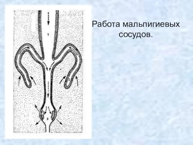 Работа мальпигиевых сосудов.