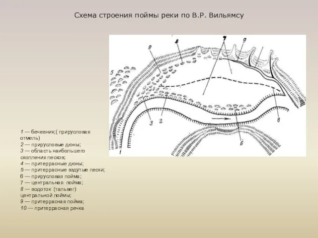 1 — бечевник;( прирусловая отмель) 2 — прирусловые дюны; 3 —