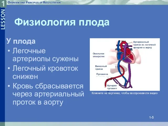 1- Физиология плода У плода Легочные артериолы сужены Легочный кровоток снижен