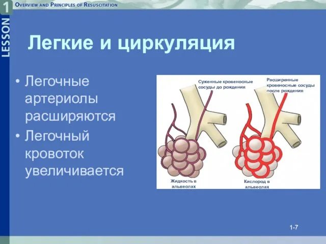 1- Легкие и циркуляция Легочные артериолы расширяются Легочный кровоток увеличивается Суженные