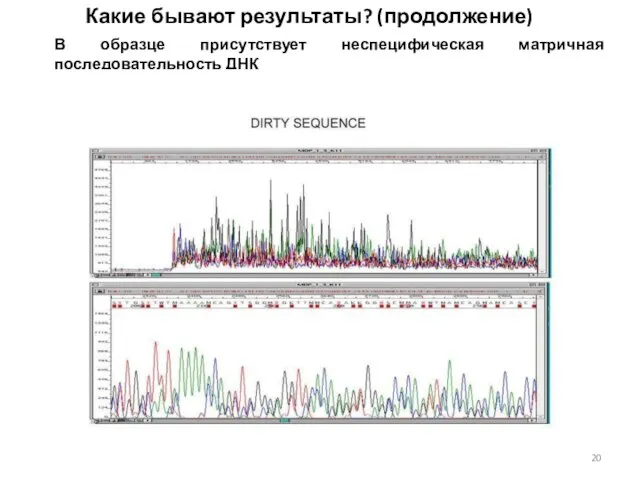 Какие бывают результаты? (продолжение) В образце присутствует неспецифическая матричная последовательность ДНК