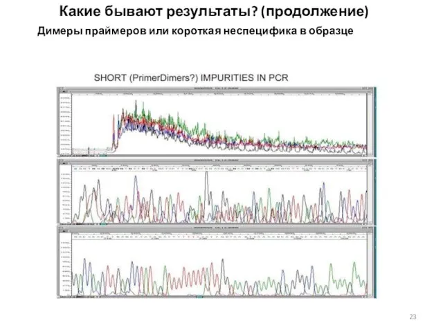 Какие бывают результаты? (продолжение) Димеры праймеров или короткая неспецифика в образце