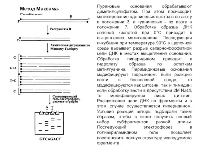 Метод Максама-Гилберта Пуриновые основания обрабатывают диметилсульфатом. При этом происходит метилирование адениновых