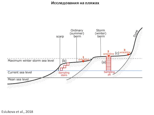 Esiukova et al., 2018 Исследования на пляжах