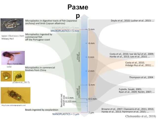 Chubarenko et al., 2018) (Cole et al., 2017) Размер