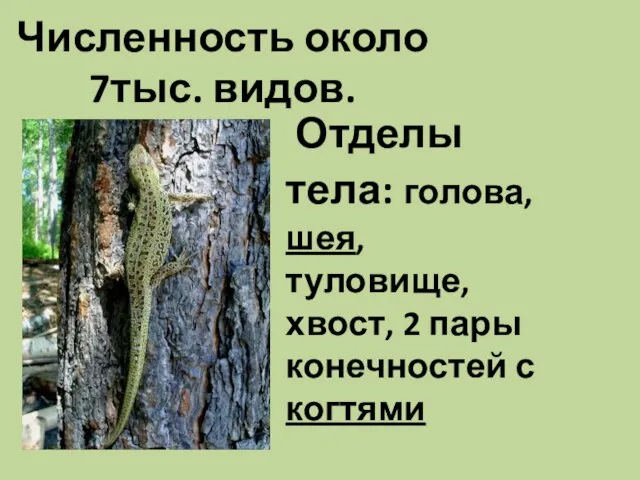 Численность около 7тыс. видов. Отделы тела: голова, шея, туловище, хвост, 2 пары конечностей с когтями