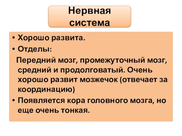 Хорошо развита. Отделы: Передний мозг, промежуточный мозг, средний и продолговатый. Очень