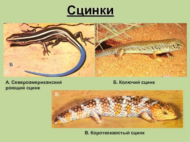 Сцинки В. Короткохвостый сцинк Б А. Североамериканский роющий сцинк Б. Колючий сцинк А. Б. В.