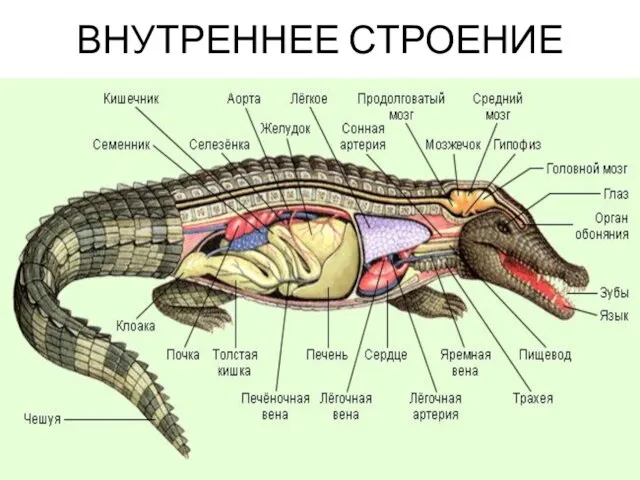 ВНУТРЕННЕЕ СТРОЕНИЕ