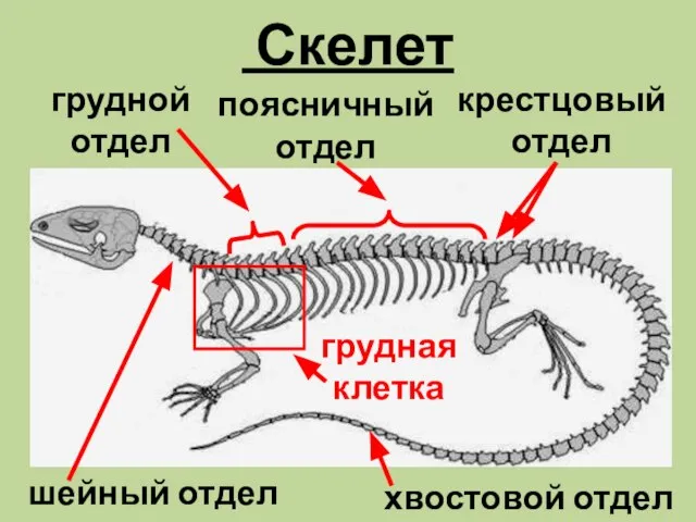 Скелет шейный отдел хвостовой отдел грудной отдел поясничный отдел крестцовый отдел грудная клетка