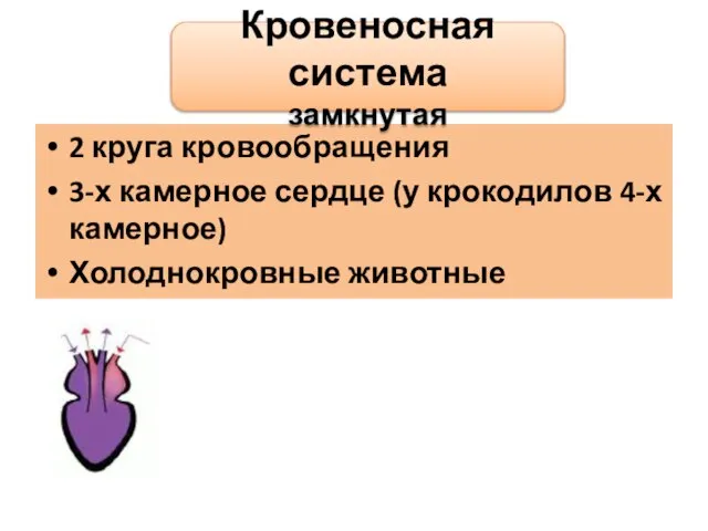 2 круга кровообращения 3-х камерное сердце (у крокодилов 4-х камерное) Холоднокровные животные Кровеносная система замкнутая