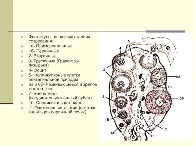 Фолликулы на разных стадиях созревания: 1а- Примордиальные 1б- Первичные 2- Вторичные