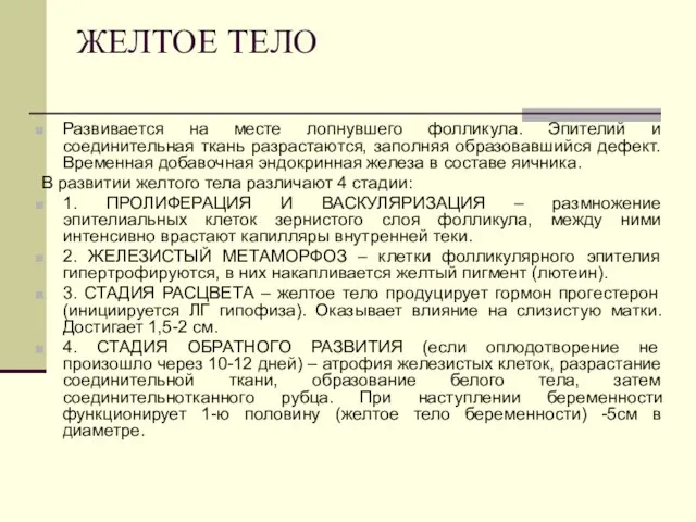 ЖЕЛТОЕ ТЕЛО Развивается на месте лопнувшего фолликула. Эпителий и соединительная ткань