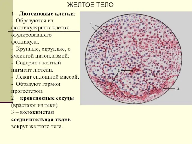 1 – Лютеиновые клетки: - Образуются из фолликулярных клеток овулировавшего фолликула.