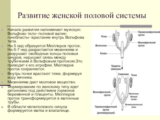 Развитие женской половой системы Начало развития напоминает мужскую: Вольфово тело- половой