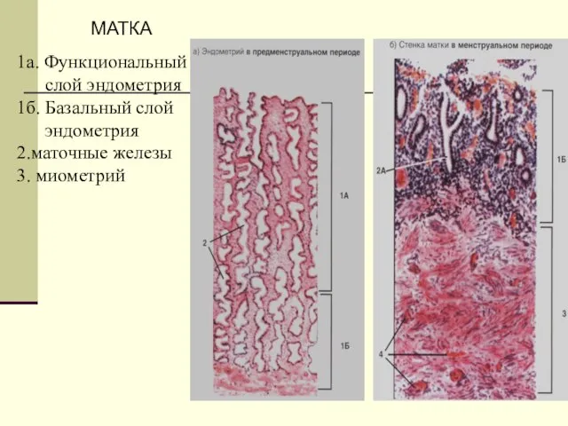 1а. Функциональный слой эндометрия 1б. Базальный слой эндометрия 2.маточные железы 3. миометрий МАТКА