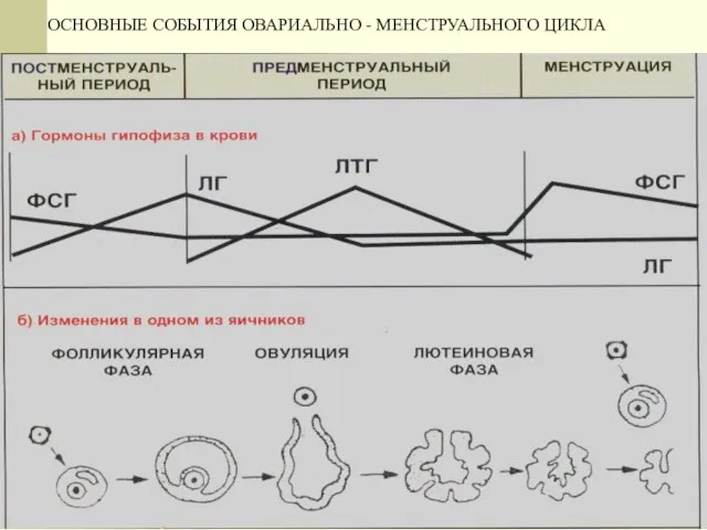 ОСНОВНЫЕ СОБЫТИЯ ОВАРИАЛЬНО - МЕНСТРУАЛЬНОГО ЦИКЛА