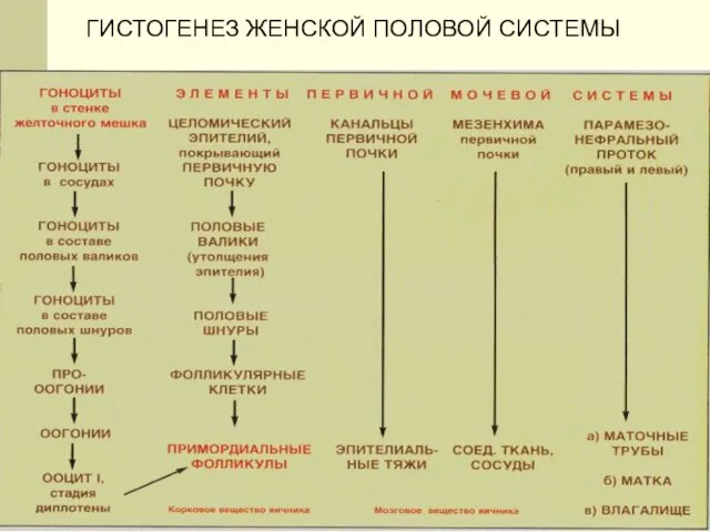 ГИСТОГЕНЕЗ ЖЕНСКОЙ ПОЛОВОЙ СИСТЕМЫ