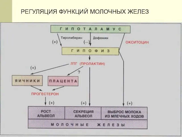 РЕГУЛЯЦИЯ ФУНКЦИЙ МОЛОЧНЫХ ЖЕЛЕЗ