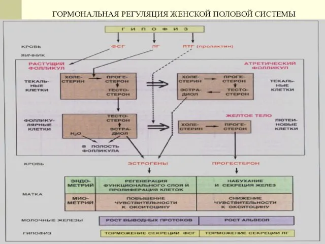 ГОРМОНАЛЬНАЯ РЕГУЛЯЦИЯ ЖЕНСКОЙ ПОЛОВОЙ СИСТЕМЫ