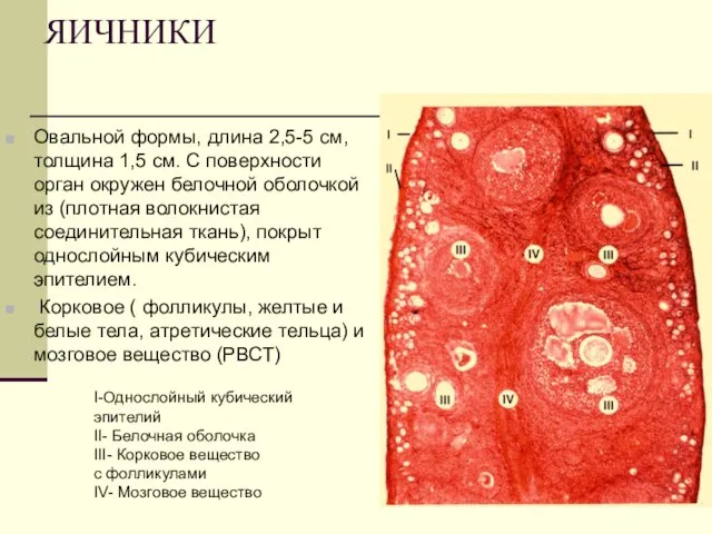 ЯИЧНИКИ Овальной формы, длина 2,5-5 см, толщина 1,5 см. С поверхности