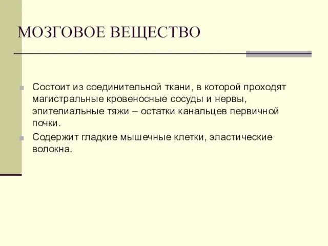 МОЗГОВОЕ ВЕЩЕСТВО Состоит из соединительной ткани, в которой проходят магистральные кровеносные