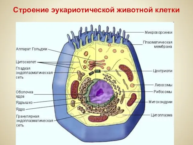 Строение эукариотической животной клетки