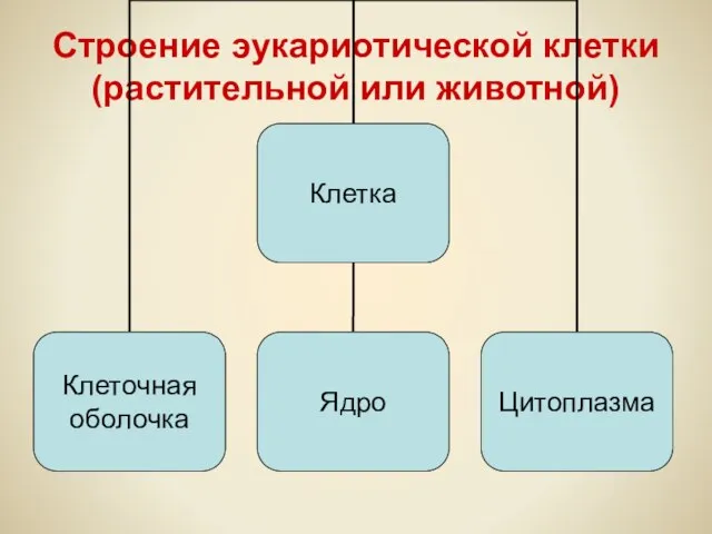 Строение эукариотической клетки (растительной или животной)