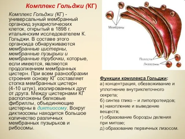 Комплекс Гольджи (КГ) Комплекс Гольджи (КГ) - универсальный мембранный органоид эукариотических