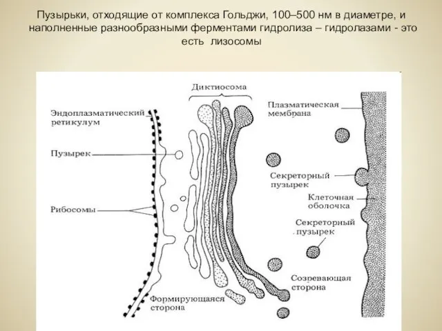 Пузырьки, отходящие от комплекса Гольджи, 100–500 нм в диаметре, и наполненные