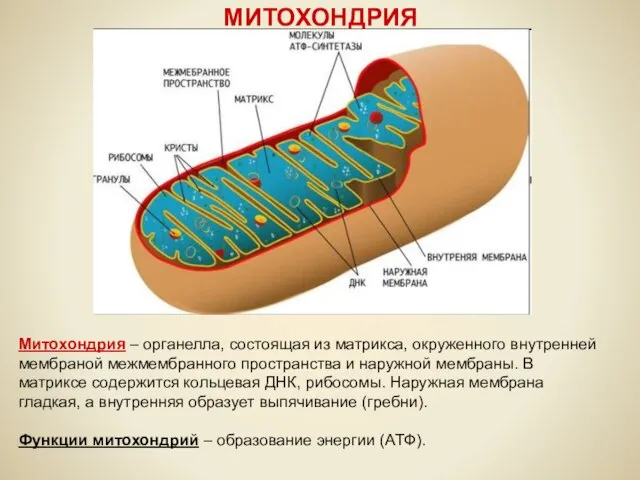 МИТОХОНДРИЯ Митохондрия – органелла, состоящая из матрикса, окруженного внутренней мембраной межмембранного