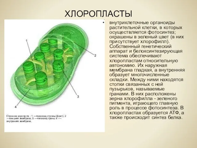 ХЛОРОПЛАСТЫ внутриклеточные органоиды растительной клетки, в которых осуществляется фотосинтез; окрашены в