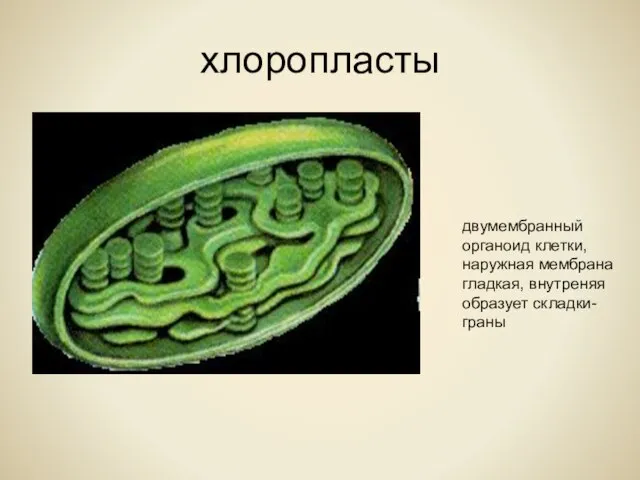 хлоропласты двумембранный органоид клетки, наружная мембрана гладкая, внутреняя образует складки- граны