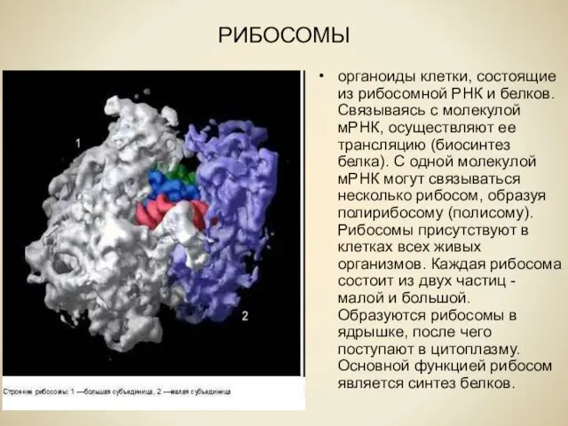 РИБОСОМЫ органоиды клетки, состоящие из рибосомной РНК и белков. Связываясь с