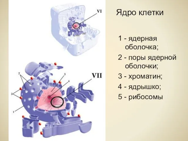 Ядро клетки 1 - ядерная оболочка; 2 - поры ядерной оболочки;
