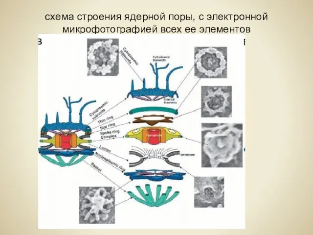 схема строения ядерной поры, с электронной микрофотографией всех ее элементов