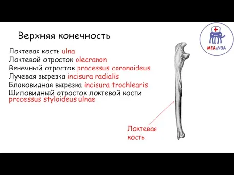 Верхняя Верхняя конечность Локтевая кость ulna Локтевой отросток olecranon Венечный отросток