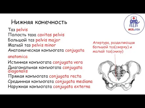 Верхняя Нижняя конечность Таз pelvis Полость таза cavitas pelvis Большой таз