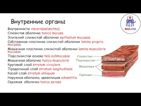 Верхняя Внутренние органы Внутренности viscera(splanchna) Слизистая оболочка tunica mucosa Эпителий слизистой