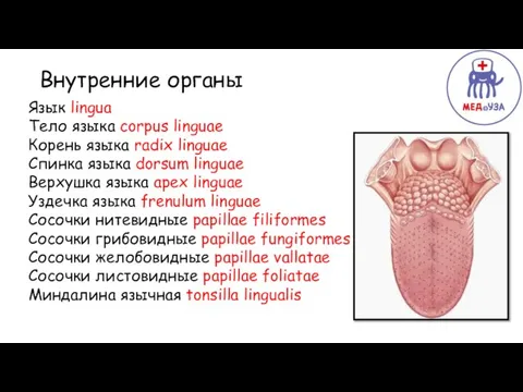 Верхняя Внутренние органы Язык lingua Тело языка corpus linguae Корень языка