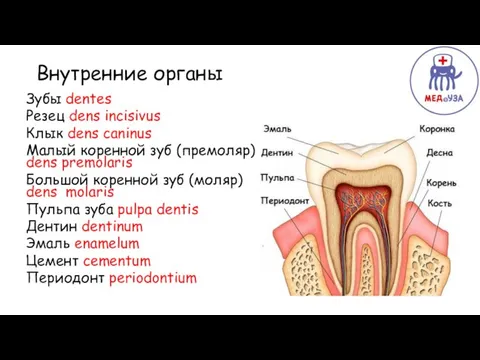 Верхняя Внутренние органы Зубы dentes Резец dens incisivus Клык dens caninus