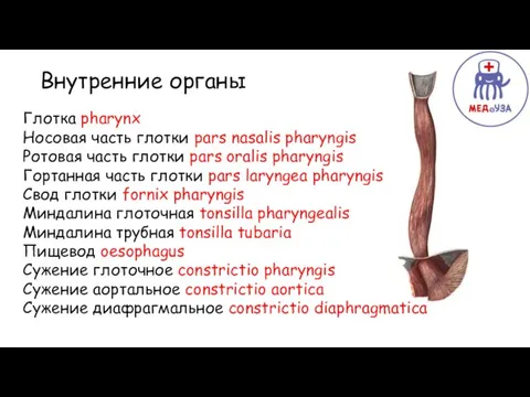 Верхняя Внутренние органы Глотка pharynx Носовая часть глотки pars nasalis pharyngis