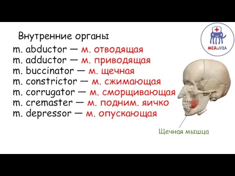 Верхняя Внутренние органы m. abductor — м. отводящая m. adductor —