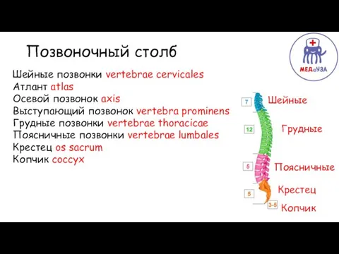 Позвоночный столб Шейные позвонки vertebrae cervicales Атлант atlas Осевой позвонок axis