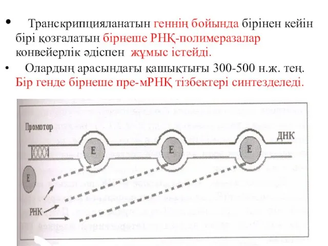 Транскрипцияланатын геннің бойында бірінен кейін бірі қозғалатын бірнеше РНҚ-полимеразалар конвейерлік әдіспен