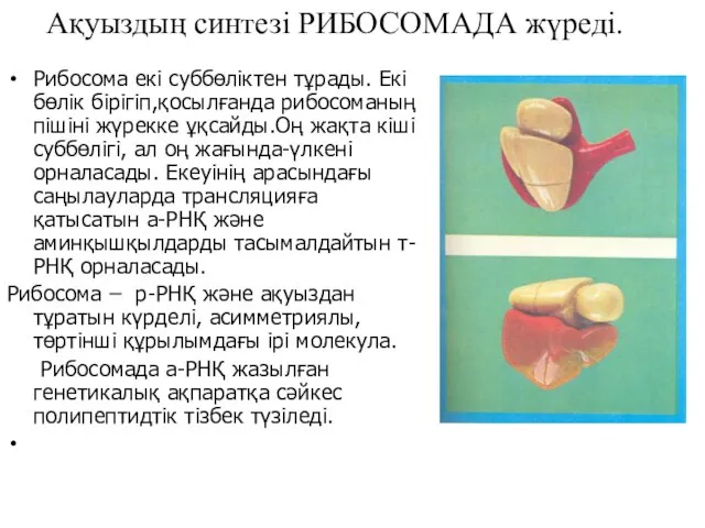 Ақуыздың синтезі РИБОСОМАДА жүреді. Рибосома екі суббөліктен тұрады. Екі бөлік бірігіп,қосылғанда