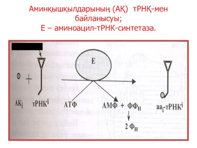 Аминқышқылдарының (АҚ) тРНҚ-мен байланысуы; Е – аминоацил-тРНК-синтетаза. антикодон